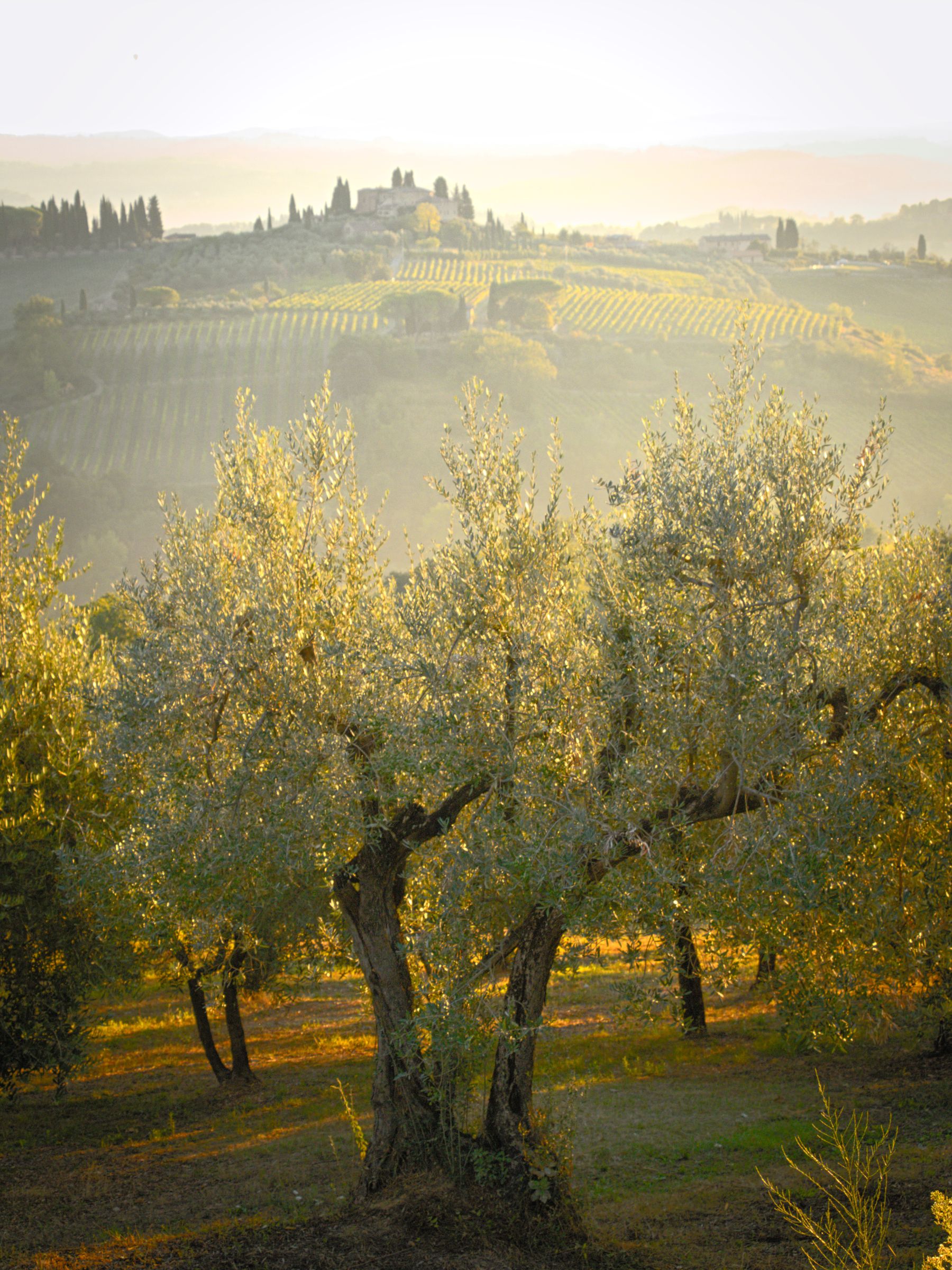 Olivar y colinas de la Toscana al amanecer
